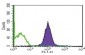 Anti-human CD63 antibody